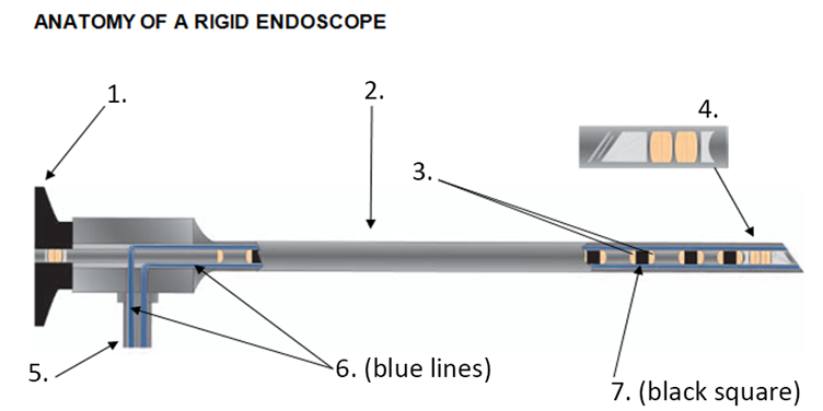 endoscope-anatomy